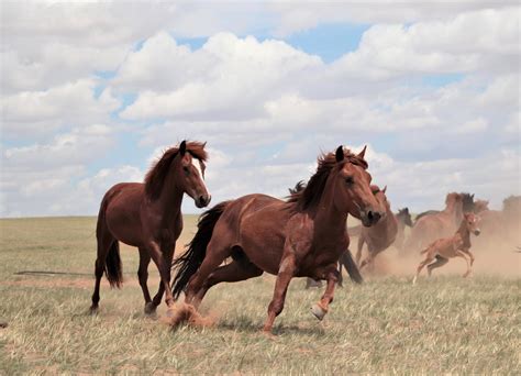 los caballos modernos.